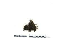 藏品(毛尖卷柏苔)的圖片